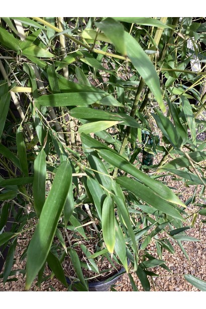 Бамбук Филлостахис Бисетти листья